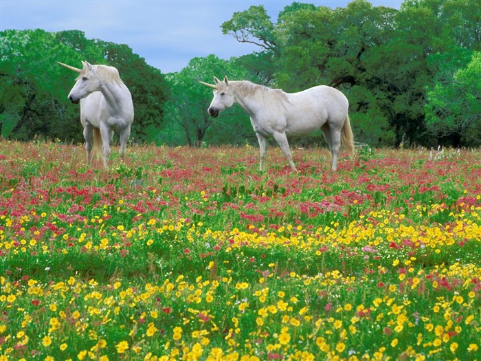 마술 wildebeest - 동물 데스크탑 월페이퍼가 선택되었습니다. 찾아보기 :14807