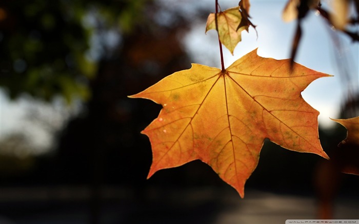 Golden Time - Autumn Landscape Desktop Wallpaper Views:48608