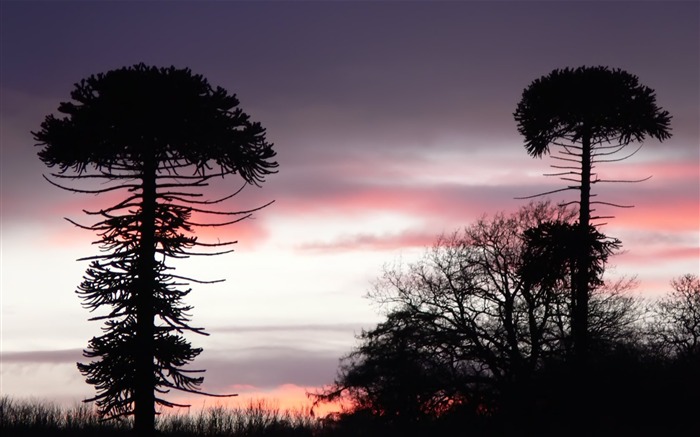 Mushroom Trees-Red Sky-Beautiful paisagem natural wallpaper Visualizações:8120