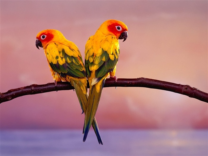 Parrot Pair -Animal World Series Wallpaper Views:8585 Date:2011/10/15 15:15:25