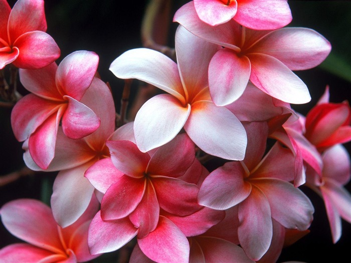 Pink flowers-Flower HD photography photos Views:25746 Date:2011/10/7 13:25:09