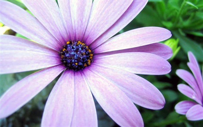 Purple flowers-Flower HD photography photos Views:9376 Date:2011/10/7 13:32:06