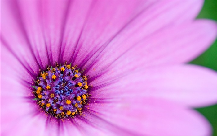 Purple flowers macro-Flower HD photography photos Views:17233 Date:2011/10/7 13:24:12