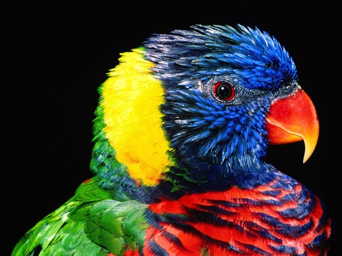 Rainbow Lorikeet Bird-Animal World Series Wallpaper Views:8364 Date:2011/10/15 15:16:39