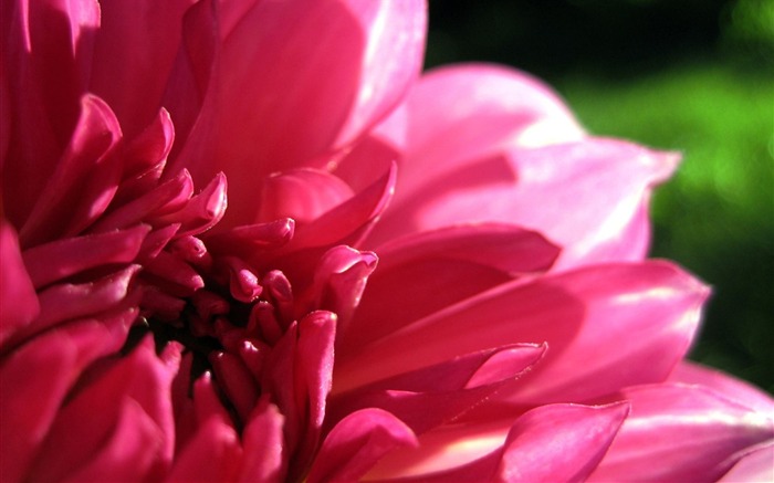 Red Dahlia-Flower HD photography photos Views:10460 Date:2011/10/7 13:28:23