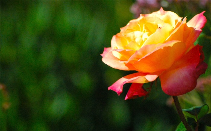 Red and yellow flowers-Flower HD photography photos Views:11141 Date:2011/10/7 13:30:22