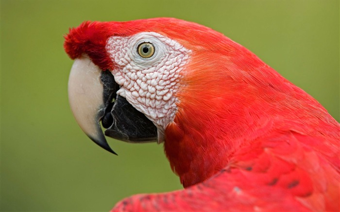 Scarlet Macaw-Animal World Series Wallpaper Views:8648 Date:2011/10/15 15:17:41