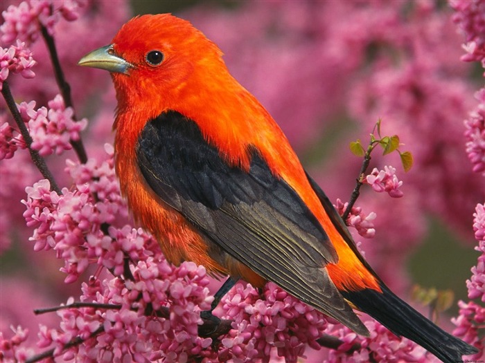 Scarlet Tanager Bird-Animal World Series Wallpaper Views:9614 Date:2011/10/15 15:18:40