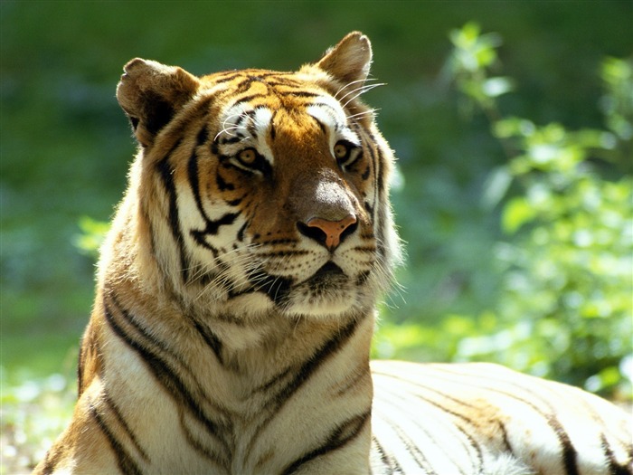 Scary Tiger-Animal World Series Wallpaper Views:11539 Date:2011/10/15 15:19:20