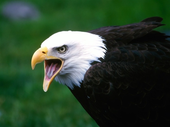 Papéis de parede Screaming Eagle-Animal selecionados Visualizações:11979