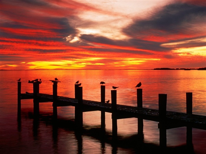 Gaivotas ao pôr-do-sol Florida-lindos paisagens naturais Visualizações:11500