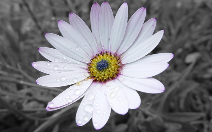 Simple white flowers-Flower HD photography photos Views:13215 Date:2011/10/7 13:43:48