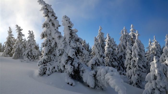 Snow Trees-Beautiful wallpaper natural paisagem Visualizações:11588