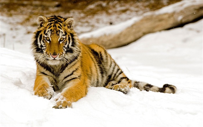 Snowy Afternoon Tiger-Animal Desktop Wallpaper selecionado Visualizações:12678