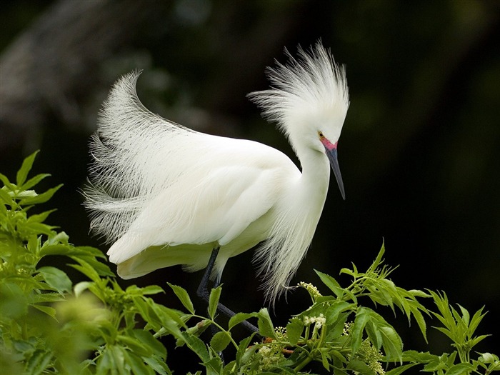 Egret nevado em Reprodução Papéis de Parede Plumagem-Animal selecionado Visualizações:14142