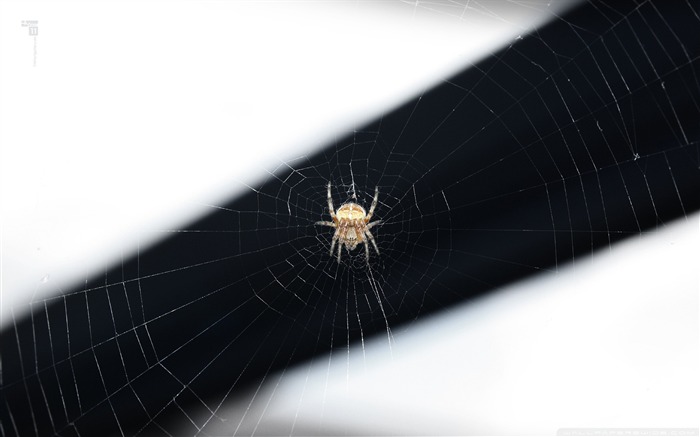 Spider-small animal desktop wallpaper Views:8868 Date:2011/10/23 1:39:18