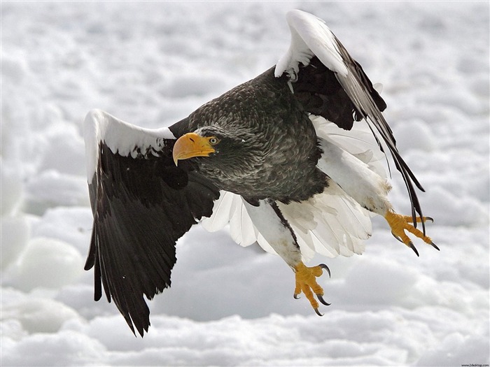 Stellers Sea Eagle-Animal Desktop Wallpaper selecionado Visualizações:14937