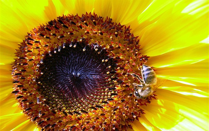 Sunflower and Bee Macro-Flower HD photography photos Views:8403 Date:2011/10/7 13:42:48