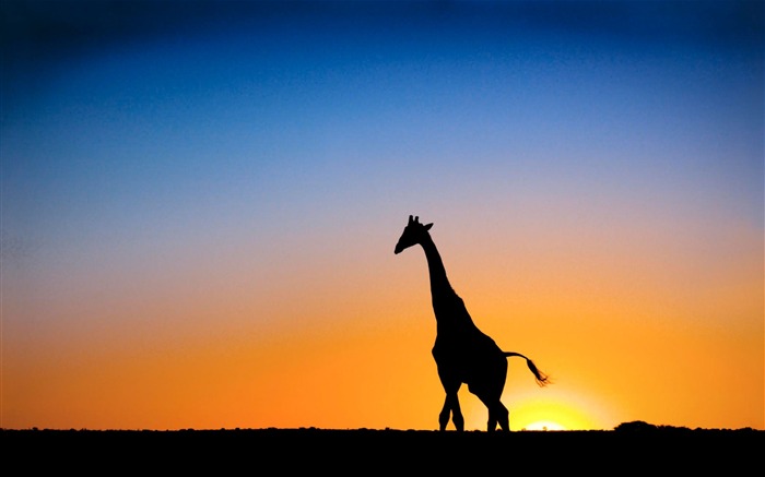 Sunset amp Giraffe Botswana-Animal Desktop Wallpaper selecionado Visualizações:17531