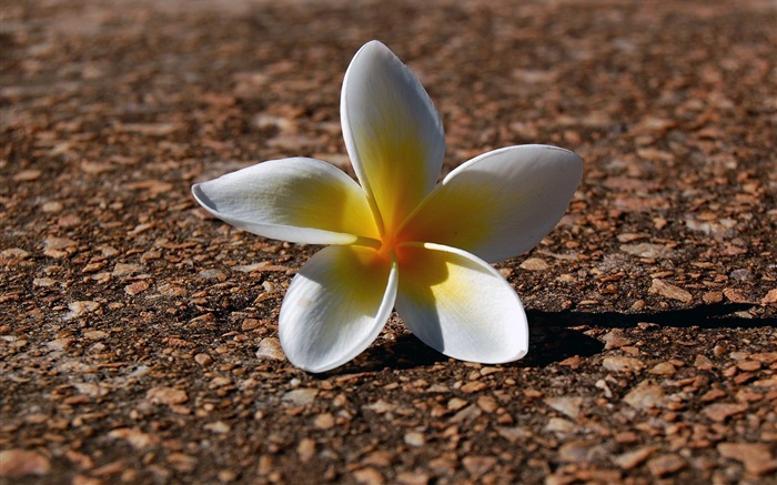 Sunshine white flowers-Flower HD photography photos Views:7616 Date:2011/10/7 13:41:48