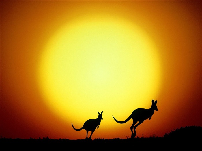 El Kangaroo Hop Australia-Photography Wallpaper seleccionó la cuarta serie Vistas:8639