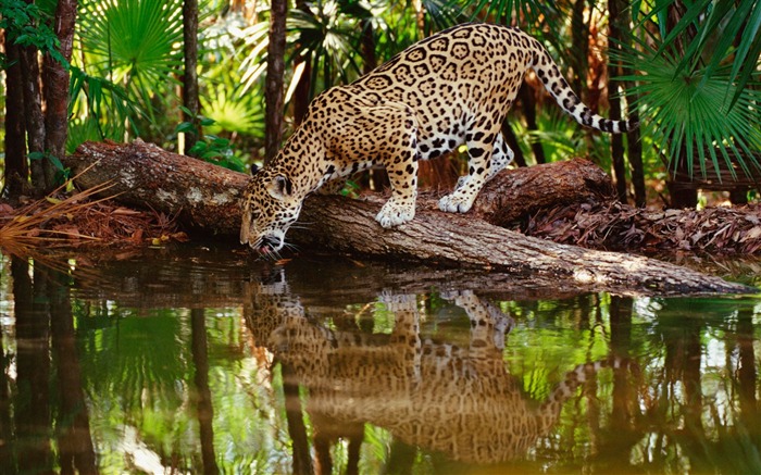 Papéis de parede de quintal Jaguar-Animal elegantes selecionados Visualizações:29238