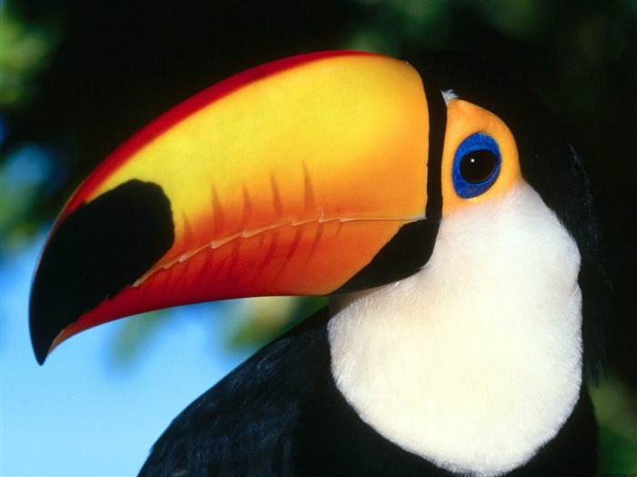 Papéis de parede Toco Toucan-Animal selecionados Visualizações:13481