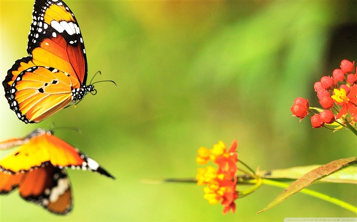 Two Butterflies-beautiful butterfly - Desktop Wallpaper Album Views:24610 Date:2011/10/11 2:52:38