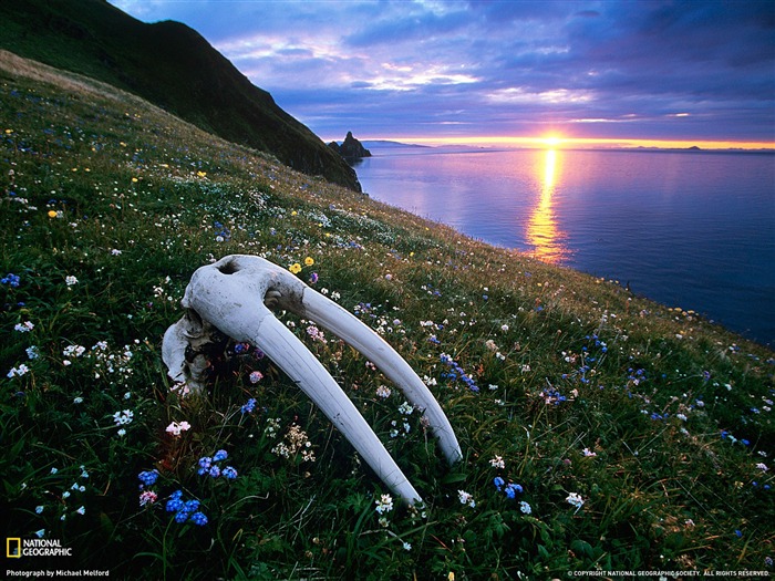 Cráneo de morsa Bristol Bay-fotografía de la revista National Geographic Vistas:8979