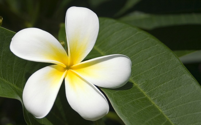 White flowers-Flower HD photography photos Views:10350 Date:2011/10/7 13:27:20