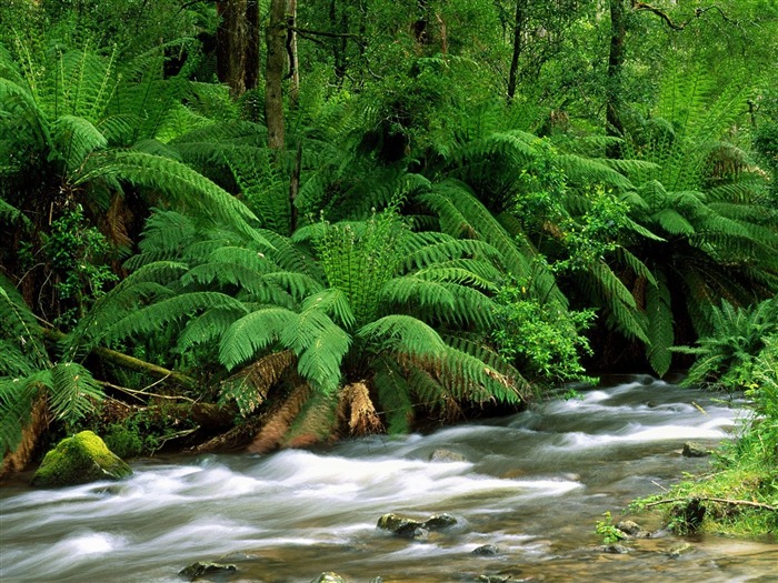 Yarra Ranges National Park Australie-papier peint paysage Vues:11098