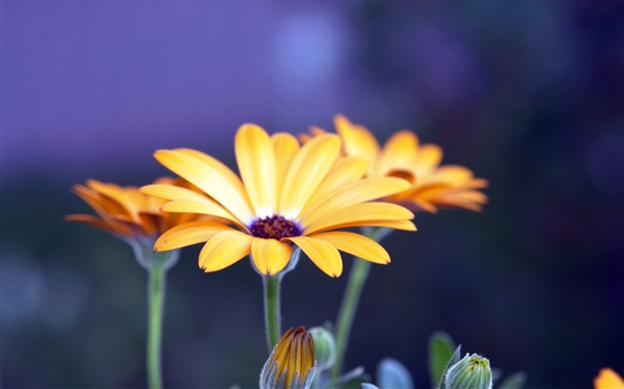 Papéis de Parede de papelaria Amarelo Flores-Flores Visualizações:8988