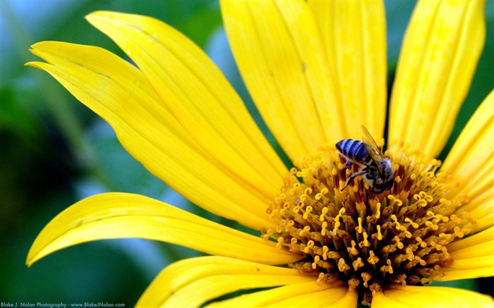 Yellow flowers and bees-Flower HD photography photos Views:9967 Date:2011/10/7 13:26:18