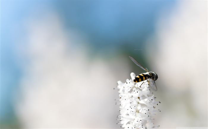 a bee-small animal desktop wallpaper Views:10256 Date:2011/10/23 1:16:33