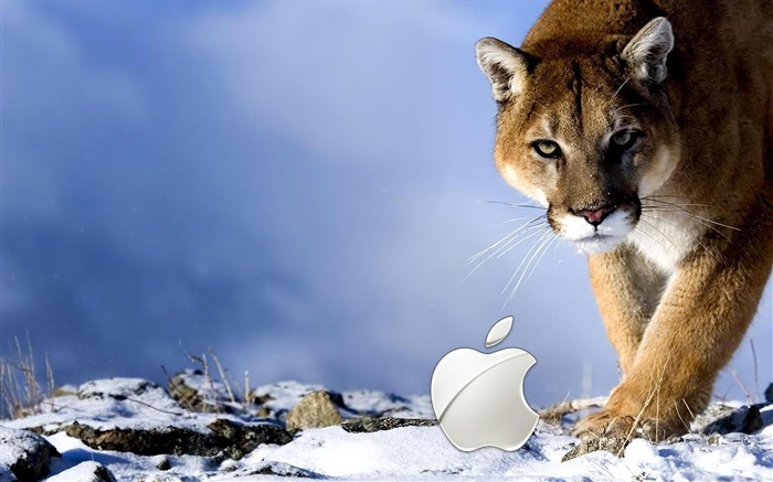 apple wild-Well-known brand image display desktop wallpaper Views:10460 Date:2011/10/10 0:17:00