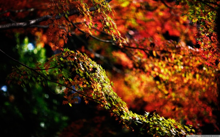 otoño ramas-Autumn Landscape Fondos de escritorio Vistas:21341