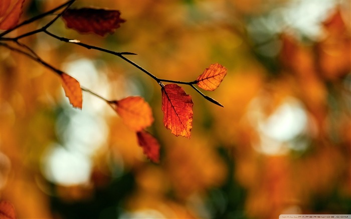 otoño follaje-otoño paisaje fondo de pantalla Vistas:23617