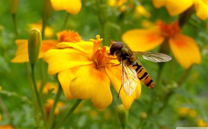 bee on a flower-small animal desktop wallpaper Views:10531 Date:2011/10/23 1:06:32