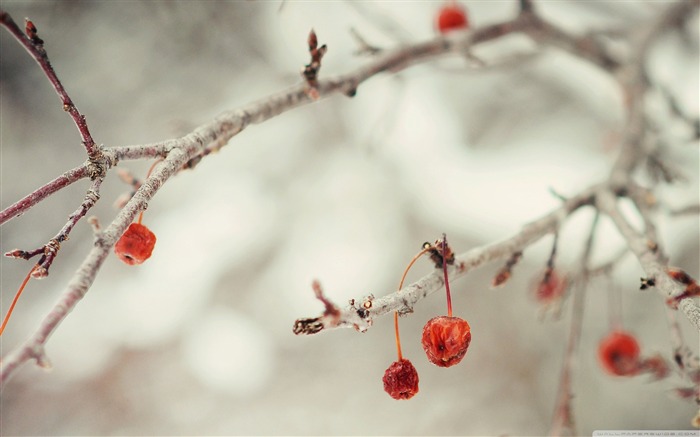 berries winter-desktop wallpaper winter scenery Views:28358 Date:2011/10/23 1:56:18