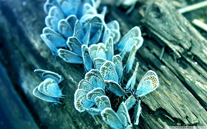 blue-beautiful butterfly - Desktop Wallpaper Album Views:12128 Date:2011/10/11 2:46:17