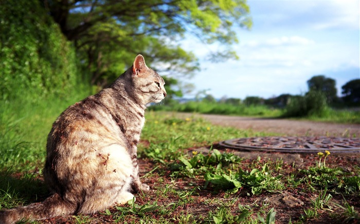 フィールド上の猫-かわいいキティの猫の生活壁紙 ブラウズ:22505