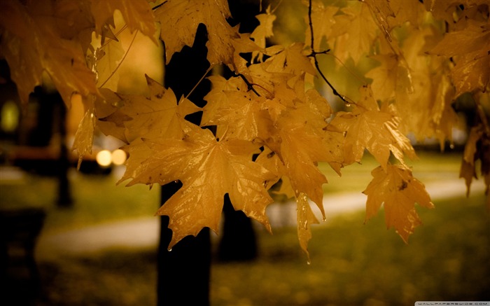 drizzle-Autumn Landscape Fondos de Escritorio Vistas:11761