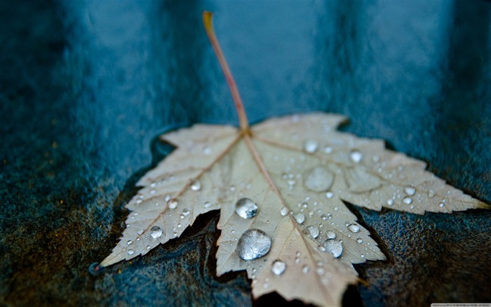 gotas en el papel tapiz de escritorio azul del paisaje del otoño Vistas:12957