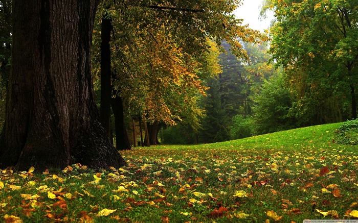 bosque en otoño-otoño paisaje fondo de pantalla Vistas:47587