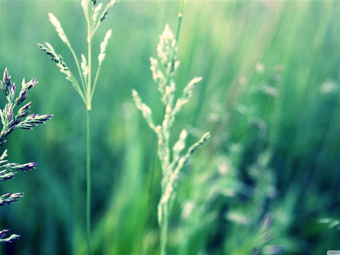 green-Flowers Photography Desktop Wallpaper Views:12208 Date:2011/10/26 3:01:27