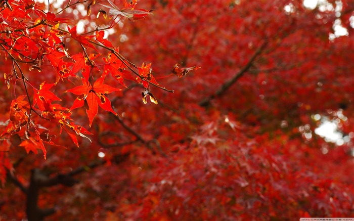 arces japoneses -Autumn Landscape Fondos de Escritorio Vistas:14297