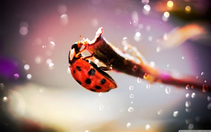 ladybug in the rain-small animal desktop wallpaper Views:17204 Date:2011/10/23 1:21:39