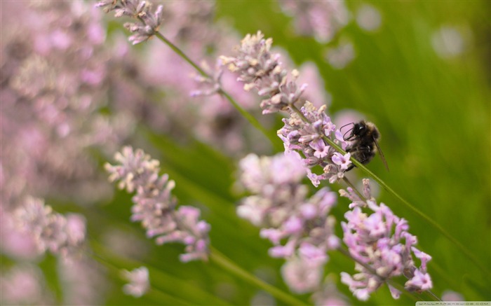 lavender-small animal desktop wallpaper Views:12993 Date:2011/10/23 1:28:40