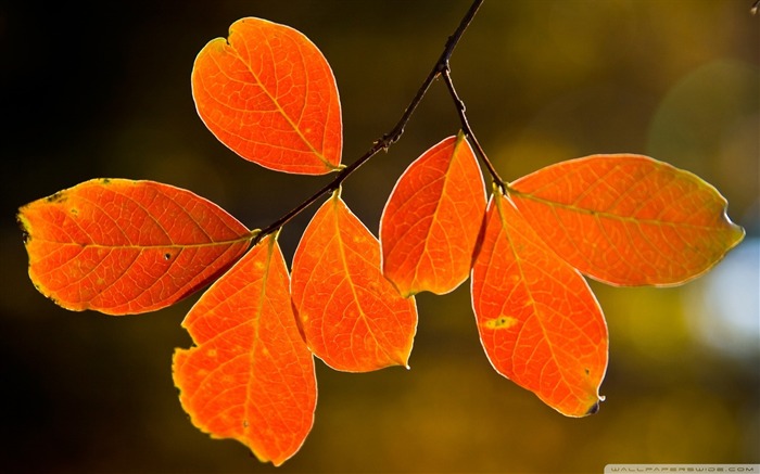 Folhas de laranja - Paisagem de Outono Desktop Wallpaper Visualizações:14989