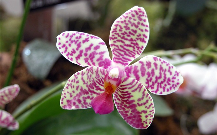 orchid flower-Flower HD photography photos Views:14472 Date:2011/10/7 13:36:06